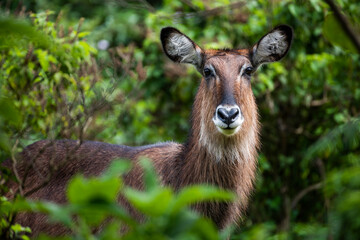 Female Waterbuck (Kobus ellipsiprymnus) in Aberdare National Park, Kenya
