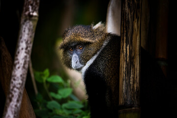 Sykes Monkey (Cercopithecus albogularis aka White-throated or Samango Monkey) in Aberdare National Park, Kenya