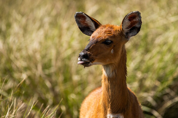 Cape Bushbuck (Tragelaphus sylvaticus) in Aberdare National Park, Kenya
