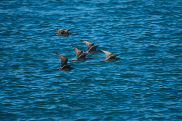Obraz premium Four Sea Birds flying together in Moss Landing