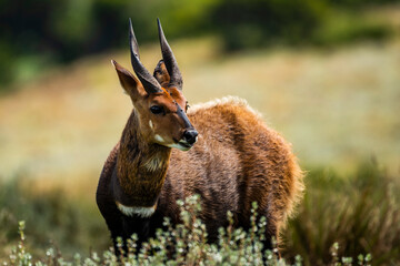 Cape Bushbuck (Tragelaphus sylvaticus) in Aberdare National Park, Kenya