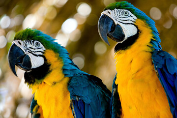 blue and yellow macaw