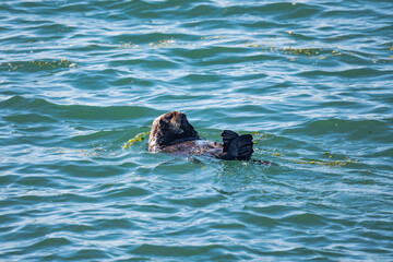 Sea Otter in Moss Landing, California