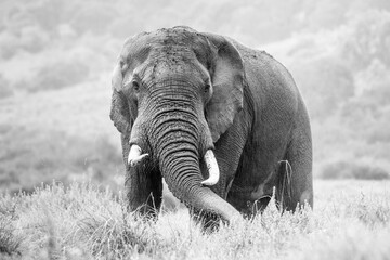 Naklejka premium African Elephant (Loxodonta africana) in Aberdare National Park, Kenya