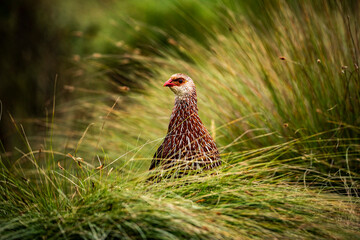 Jackson's Francolin (Pternistis jacksoni) in Aberdare National Park, Kenya