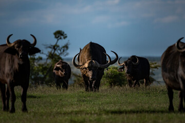 African Buffalo (Syncerus caffer aka Cape Buffalo) at El Karama Ranch, Laikipia County, Kenya