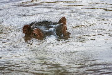 Fototapeta premium Hippo (Hippopotamus amphibius) at El Karama Ranch, Laikipia County, Kenya
