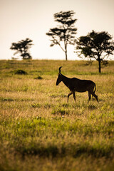 Hartebeest (Alcelaphus buselaphus aka Kongoni) at El Karama Ranch, Laikipia County, Kenya