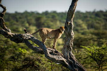 Fototapeta na wymiar Cheetah (Acinonyx jubatus) at El Karama Ranch, Laikipia County, Kenya