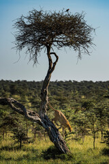 Cheetah (Acinonyx jubatus) at El Karama Ranch, Laikipia County, Kenya