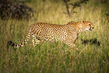 Cheetah (Acinonyx jubatus) at El Karama Ranch, Laikipia County, Kenya