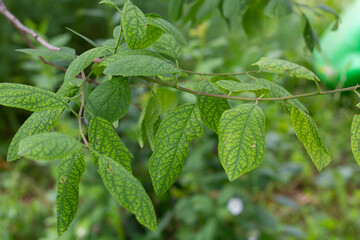 Apricot branch with green leaves. The leaves were gnawed by insects. Close-up. High quality photo. copy space. 