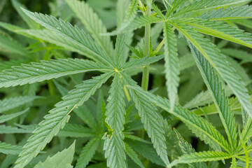 Cannabis. The leaves are green. Close-up. High quality photo. copy space. 