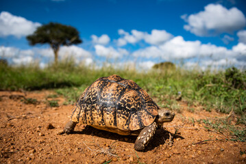 Tortoise (Stigmochelys) on african wildlife safari holiday vacation in Kenya, Africa