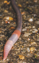 Different insect species 