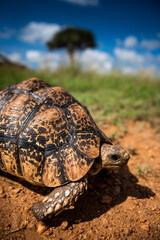 Tortoise (Stigmochelys) at El Karama Ranch, Laikipia County, Kenya