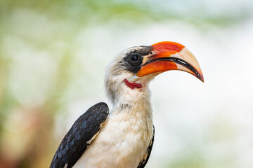 Red-billed Hornbill (Tokus) at El Karama Ranch, Laikipia County, Kenya