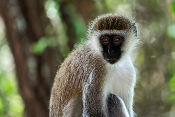 Vervet Monkey (Chlorocebus pygerythrus) at El Karama Ranch, Laikipia County, Kenya