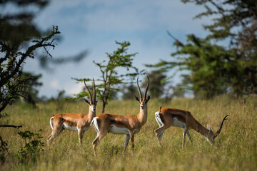 Grant's Gazelle (Gazella granti) at El Karama Ranch, Laikipia County, Kenya