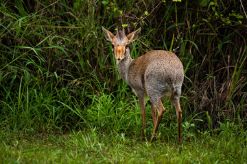 Dik-dik (Madoqua kirkii) at El Karama Ranch, Laikipia County, Kenya