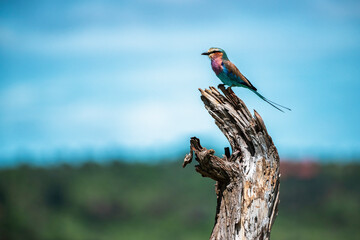 Lilac-breasted Roller (Coracias caudatus) at El Karama Ranch, Laikipia County, Kenya