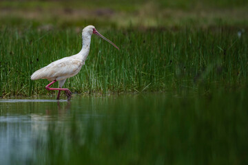African Spoonbill (Platalea alba) at El Karama Ranch, Laikipia County, Kenya