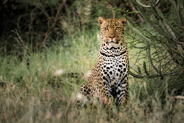 Leopard (Panthera pardus) on an African wildlife safari vacation at El Karama Ranch, Laikipia County, Kenya, Africa
