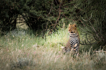 Fototapeta na wymiar Leopard (Panthera pardus) on an African wildlife safari vacation at El Karama Ranch, Laikipia County, Kenya, Africa