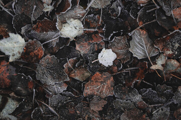 Insects and textures 