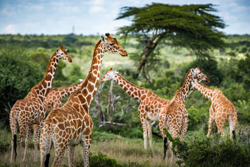 Reticulated Giraffe (Giraffa camelopardalis reticulata) at Sosian Ranch, Laikipia County, Kenya