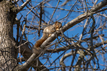 Fototapeta na wymiar Brown squirrel in a tree