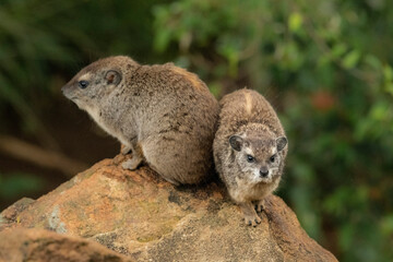 The Rock Hyrax (Procavia capensis) at Sosian Ranch, Laikipia County, Kenya