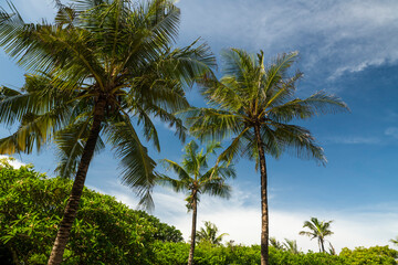 Palm trees at Watamu Bay Beach, Watamu, Kilifi County, Kenya