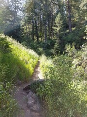 Colorado Mountain and Plateau Hiking Trail with Beautiful Grass and Forest