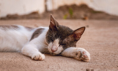 A beautiful kitten lying on the floor, close up of a cute sleeping cat