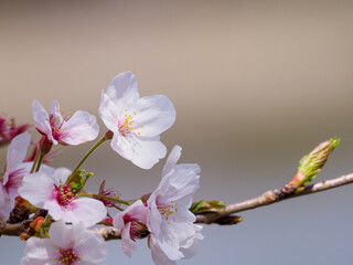 桜咲く