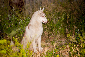 Husky dog walks in the park. Walk down the street with a big dog without a muzzle. Pedigree dog for the protection and protection. Eyes of different colors.