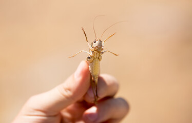 Locust close-up. Caught insect in the human hand. Exotic food in Asia. Invasion of locusts on agricultural fields.