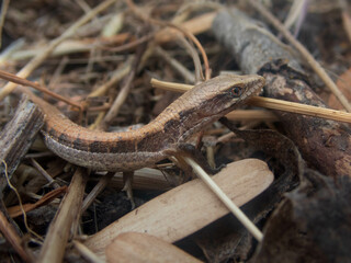 Northern Alligator Lizard scurrying through leaf litter.