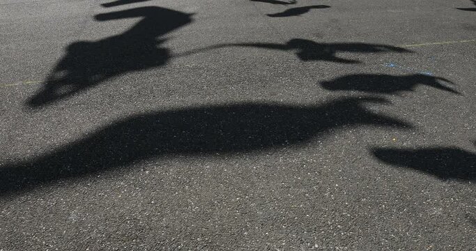 Shadow of carp streamer at the park daytime sunny. Sumida district Tokyo Japan - 05