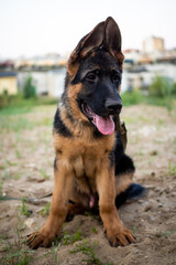 Portrait of a German Shepherd puppy.