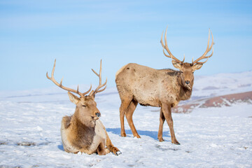 Deer in the snow in the natural streak of the nature reserve in the mountains. The symbol of the New Year and Christmas of the team of Santa Claus, the leader of the pack of the leader of the reindeer