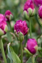 Beautiful photo of tulip. flower tulip garden spring nature. large buds of tulips. tulips growing in garden.