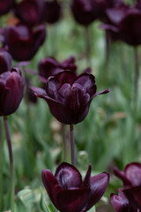 Beautiful photo of tulip. flower tulip garden spring nature. large buds of tulips. black, dark tulips growing in garden.