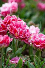 Beautiful photo of tulip. flower tulip garden spring nature. large buds of tulips. tulips growing in garden.