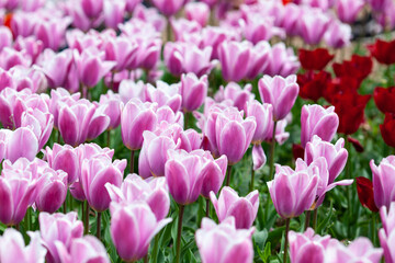 Obraz premium Beautiful photo of tulip. flower tulip garden spring nature. large buds of tulips. tulips growing in garden.