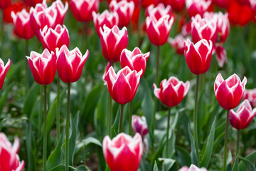 Beautiful photo of tulip. flower tulip garden spring nature. large buds of tulips. tulips growing in garden.