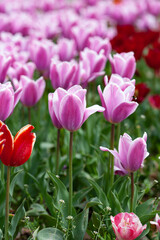 Beautiful photo of tulip. flower tulip garden spring nature. large buds of tulips. tulips growing in garden.