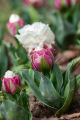 Beautiful photo of tulip. flower tulip garden spring nature. large buds of tulips. tulips growing in garden.