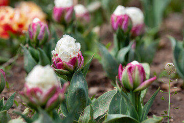 Beautiful photo of tulip. flower tulip garden spring nature. large buds of tulips. tulips growing in garden.
